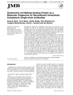 Escherichia coli Maltose-binding Protein as a Molecular Chaperone
