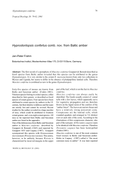 Hypnodontopsis confertus comb. nov. from Baltic amber