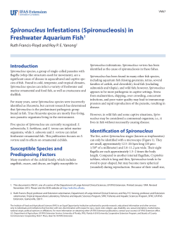 Spironucleus Infestations (Spironucleosis) - EDIS