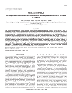 Development of cardiovascular function in the marine gastropod