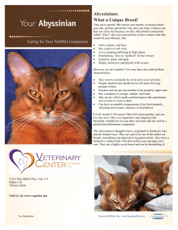 Abyssinians: What a Unique Breed! - Veterinary Center of Parker Inc.