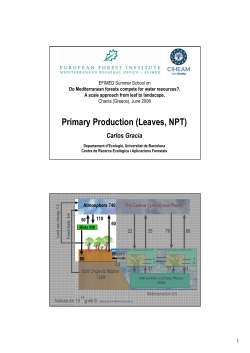 Primary Production (Leaves, NPT)