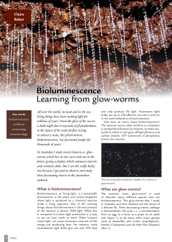 Bioluminescence Learning from glow-worms