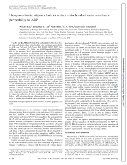 Phosphorothioate oligonucleotides reduce mitochondrial outer