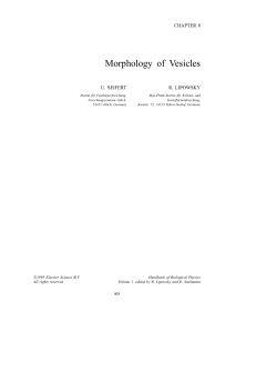 Morphology of Vesicles