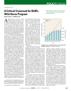 A Critical Crossroad for BLM`s Wild Horse Program