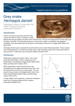 grey snake - Queensland Government