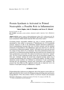 Protein synthesis is activated in primed neutrophils