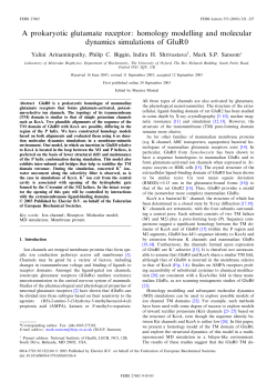 A prokaryotic glutamate receptor: homology modelling and