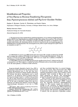 Identification and Properties of New Flavins in Electron‐Transferring
