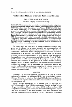 Celluloseless Mutants of certain Acetobacter Species