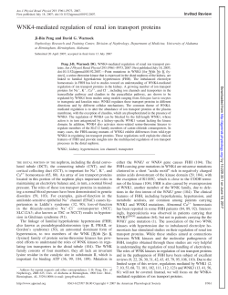 WNK4-mediated regulation of renal ion transport proteins