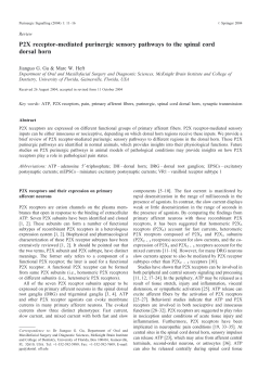 P2X receptor-mediated purinergic sensory pathways to the spinal