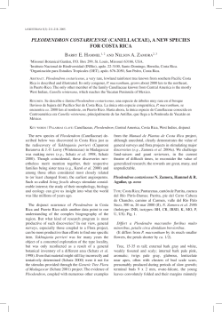 Pleodendron costaricense - Missouri Botanical Garden