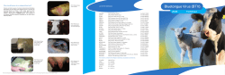 Bluetongue Virus Factsheet - Department of Agriculture