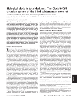 Biological clock in total darkness: The Clock MOP3 circadian