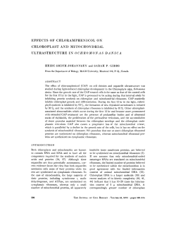 effects of chloramphenicol on chloroplast and