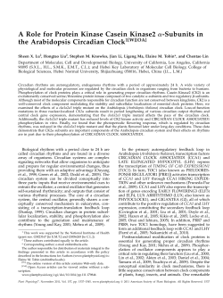 A Role for Protein Kinase Casein Kinase2 a