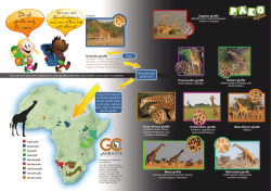 Do all giraffe look the same? - Giraffe Conservation Foundation