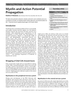 Myelin and Action Potential Propagation