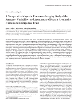 A Comparative Magnetic Resonance Imaging Study of the Anatomy