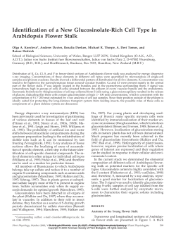 Identification of a New Glucosinolate-Rich Cell