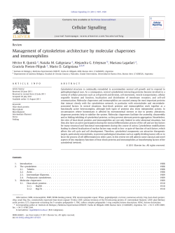 Management of cytoskeleton architecture by molecular chaperones