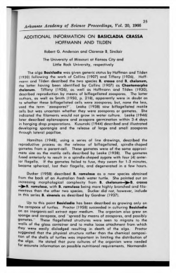 Additional Information on Basicladia crassa Hoffmann and Tilden