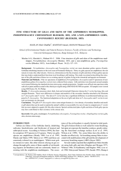 fine structure of gills and skins of the amphibious mudskipper