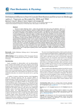 Defoliation Influences Starch Granule - e
