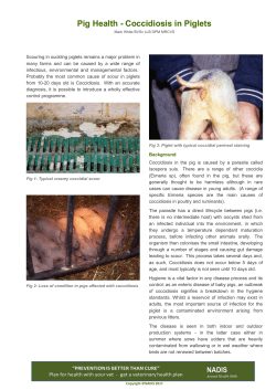 Pig Health - Coccidiosis in Piglets Pig Health - Coccidiosis
