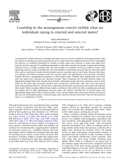 Courtship in the monogamous convict cichlid