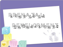 Prenatal development 2013