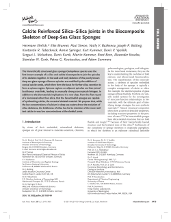 Calcite Reinforced Silica&ndash;Silica Joints in the Biocomposite Skeleton
