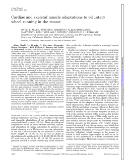Cardiac and skeletal muscle adaptations to voluntary wheel running