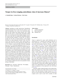 Torpor in free-ranging antechinus: does it increase fitness?