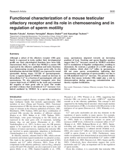 Functional characterization of a mouse testicular olfactory receptor