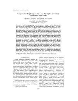 Comparative Morphology of Tube Feet Among the