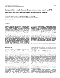 Multiple mRNAs encode the avian lysosomal membrane protein