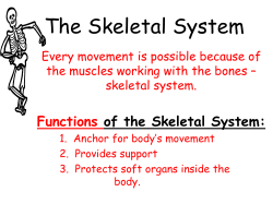 Functions of the Skeletal System