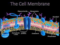 The Cell Membrane (powerpoint view)