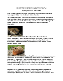 Hibernation Habits of Haliburton Animals by Marg Chambers