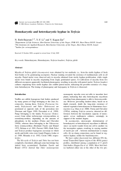Homokaryotic and heterokaryotic hyphae in