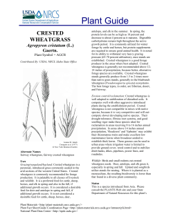 crested wheatgrass - Westland Seed, Inc.