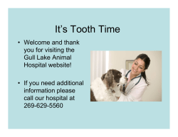 It`s Tooth Time - Gull Lake Animal Hospital