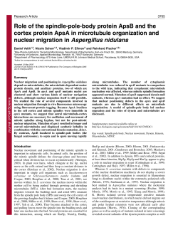 Role of the spindle-pole-body protein ApsB and the cortex