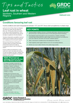 2.17 mb GRDC Tips and Tactics Leaf Rust Humid conditions and
