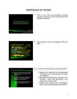 morphology of the rice