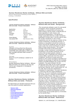 Nuclear Membrane Marker Antibody - Without BSA and Azide