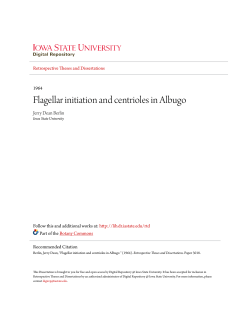 Flagellar initiation and centrioles in Albugo